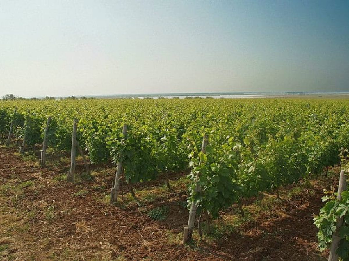 Αυξημένη παραγωγή και εξαιρετική ποιότητα για τον τρύγο στο νησί της Λήμνου