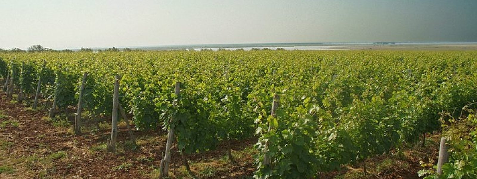 afximeni-paragogi-ke-exeretiki-piotita Αυξημένη παραγωγή και εξαιρετική ποιότητα για τον τρύγο στο νησί της Λήμνου
