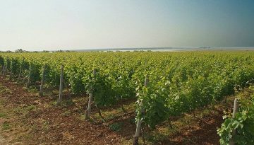 Αυξημένη παραγωγή και εξαιρετική ποιότητα για τον τρύγο στο νησί της Λήμνου