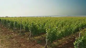 &Alpha;&upsilon;&xi;&eta;&mu;έ&nu;&eta; &pi;&alpha;&rho;&alpha;&gamma;&omega;&gamma;ή &kappa;&alpha;&iota; &epsilon;&xi;&alpha;&iota;&rho;&epsilon;&tau;&iota;&kappa;ή &pi;&omicron;&iota;ό&tau;&eta;&tau;&alpha; &gamma;&iota;&alpha; &tau;&omicron;&nu; &tau;&rho;ύ&gamma;&omicron; &sigma;&tau;&omicron; &nu;&eta;&sigma;ί &tau;&eta;&sigmaf; &Lambda;ή&mu;&nu;&omicron;&upsilon;