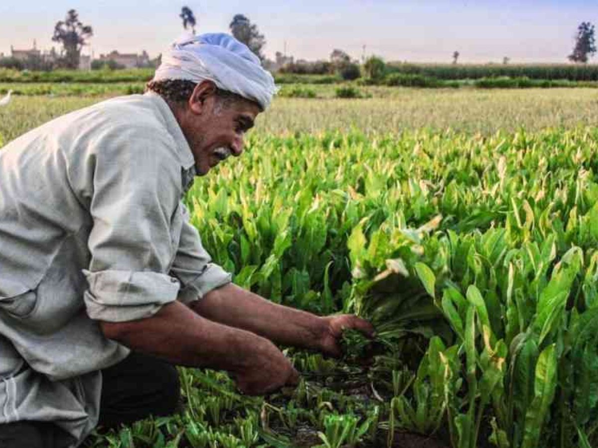 Έναρξη διαδικασίας μετάκλησης εργατικού δυναμικού από Αίγυπτο μέσω ΕΘΕΑΣ