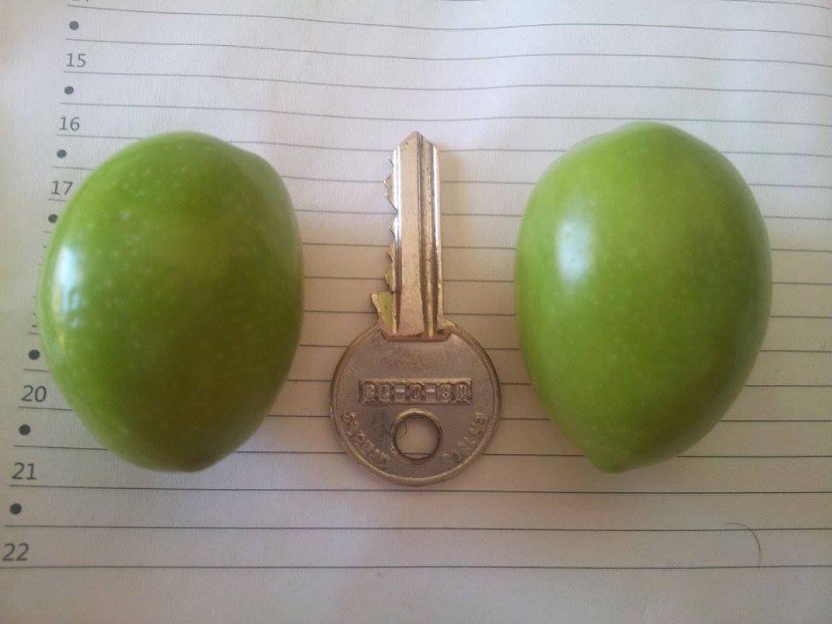 Εντυπωσιακή η νέα σοδειά ελιάς Χαλκιδικής