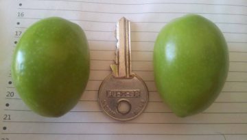 Εντυπωσιακή η νέα σοδειά ελιάς Χαλκιδικής