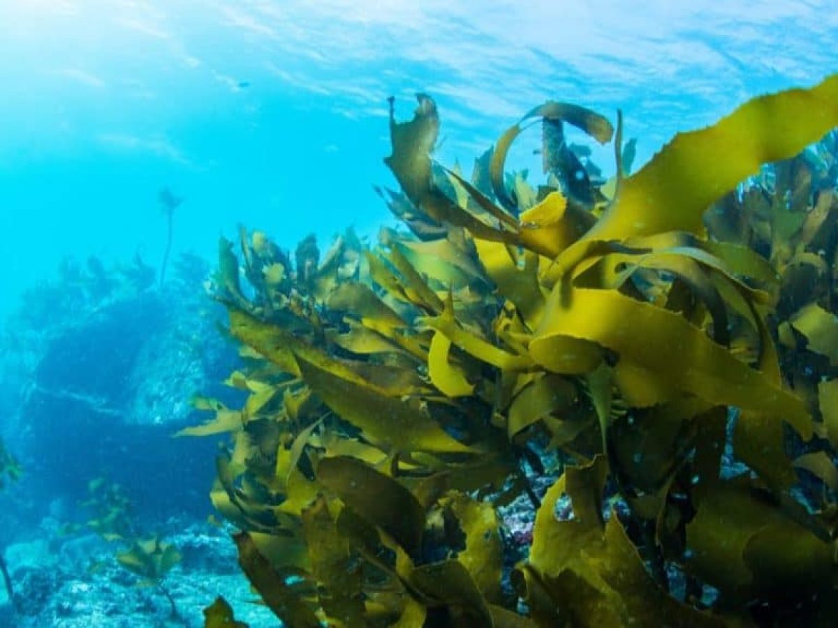 Επιστημονική αριστεία και καινοτομία σε τρόφιμα και ζωοτροφές