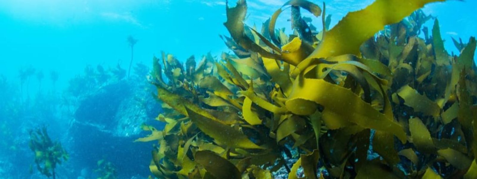 epistimoniki-aristia-ke-kenotomia-se Επιστημονική αριστεία και καινοτομία σε τρόφιμα και ζωοτροφές