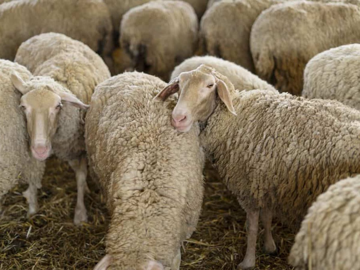 Η Ελληνική Κτηνοτροφία και η Ευλογιά των Αιγοπροβάτων