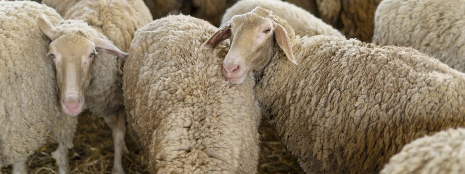 i-elliniki-ktinotrofia-ke-i Η Ελληνική Κτηνοτροφία και η Ευλογιά των Αιγοπροβάτων