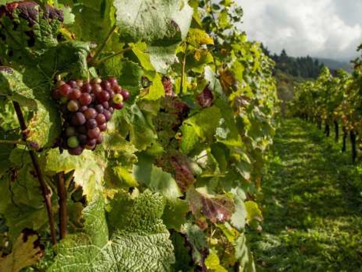 Η γαλλική συγκομιδή πέφτει σε ιστορικά χαμηλό επίπεδο: 36 εκατομμύρια εκατόλιτρα