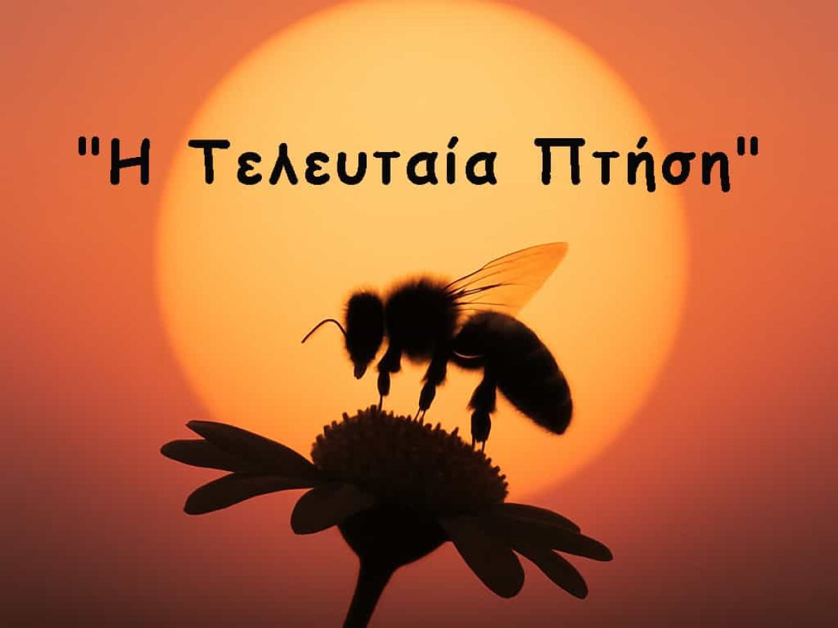 Η Ζωή μιας Μέλισσας από το Αυγό μέχρι την Τελευταία Πτήση