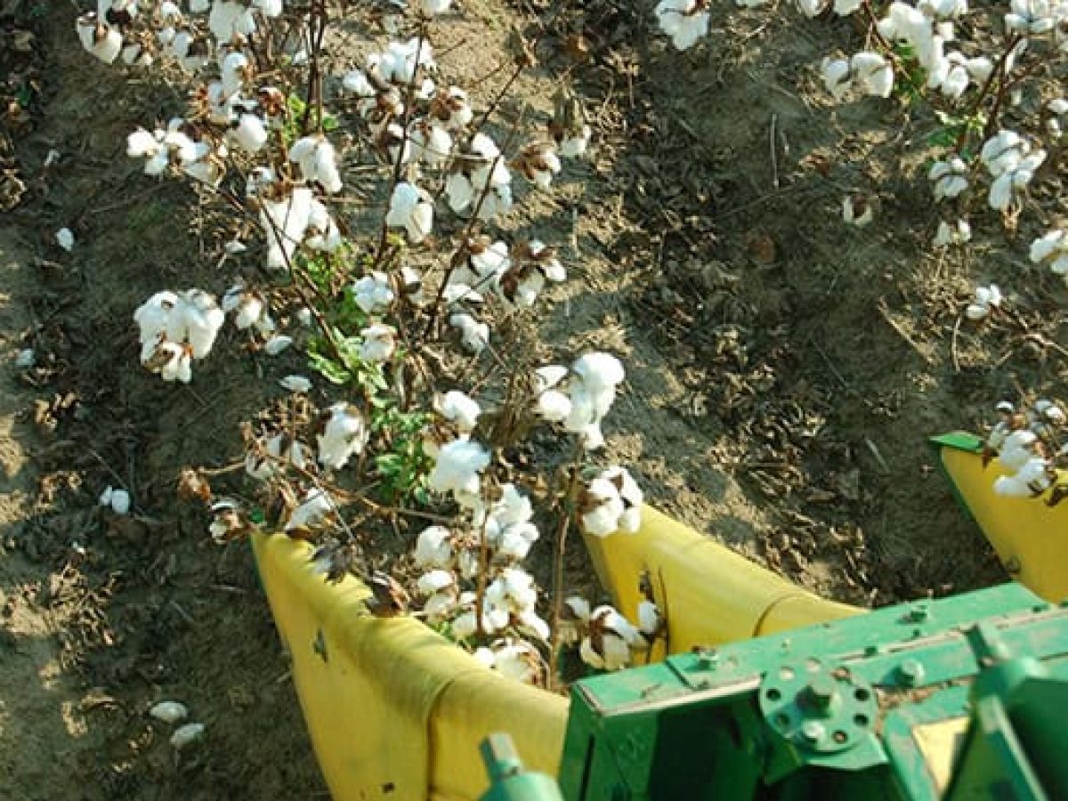 Υποβοήθηση της αποφύλλωσης στο βαμβάκι με επιταχυντικά σκευάσματα