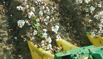 Υποβοήθηση της αποφύλλωσης στο βαμβάκι με επιταχυντικά σκευάσματα