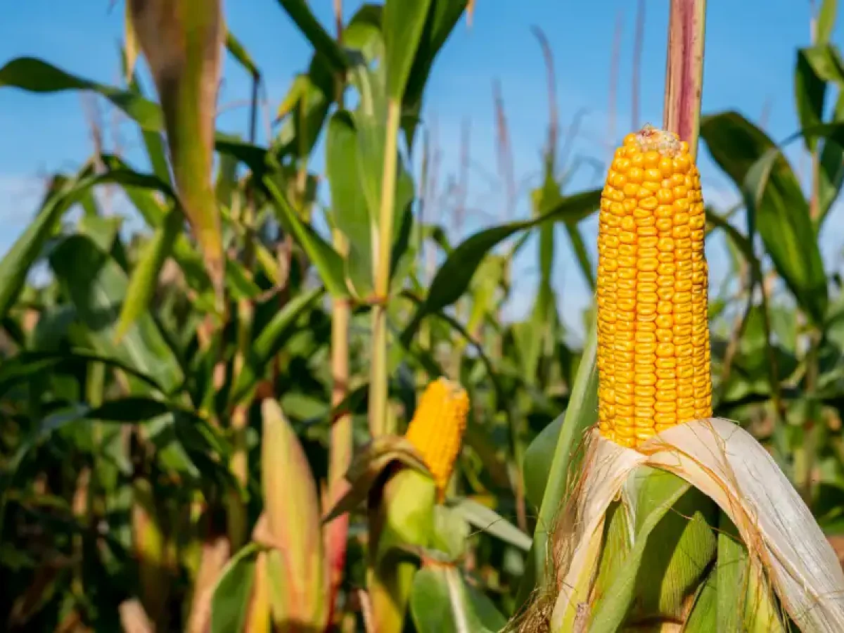 Καλαμπόκι – Αυξημένες αποδόσεις αλλά χαμηλή τιμή