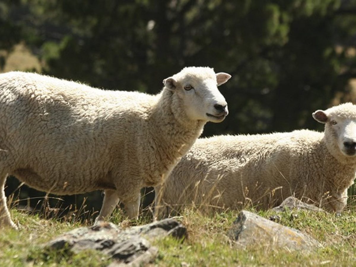 Μεσολόγγι: Επιβεβαιώθηκαν και επισήμως τα κρούσματα ευλογιάς αιγοπροβάτων σε Ευηνοχώρι και Γαλατά