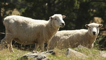 Μεσολόγγι: Επιβεβαιώθηκαν και επισήμως τα κρούσματα ευλογιάς αιγοπροβάτων σε Ευηνοχώρι και Γαλατά