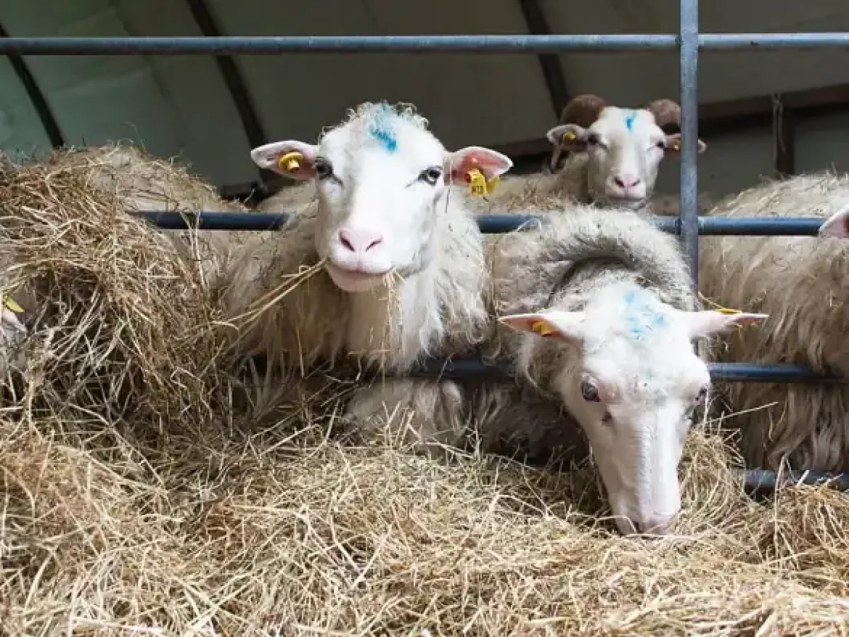 Προκαταρκτική έρευνα για μέτρα βιοασφάλειας στη Θεσσαλία – Νέες αποζημιώσεις στους κτηνοτρόφους