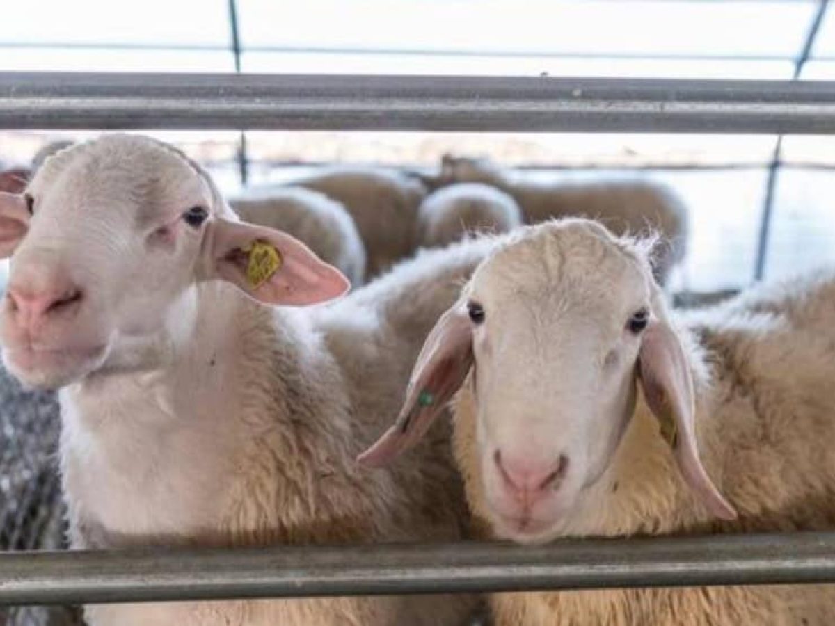 Σύσκεψη αγροτών και κτηνοτρόφων στη Λεπενού για ευλογιά και ΟΠΕΚΕΠΕ