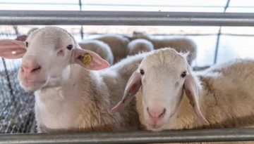 Σύσκεψη αγροτών και κτηνοτρόφων στη Λεπενού για ευλογιά και ΟΠΕΚΕΠΕ