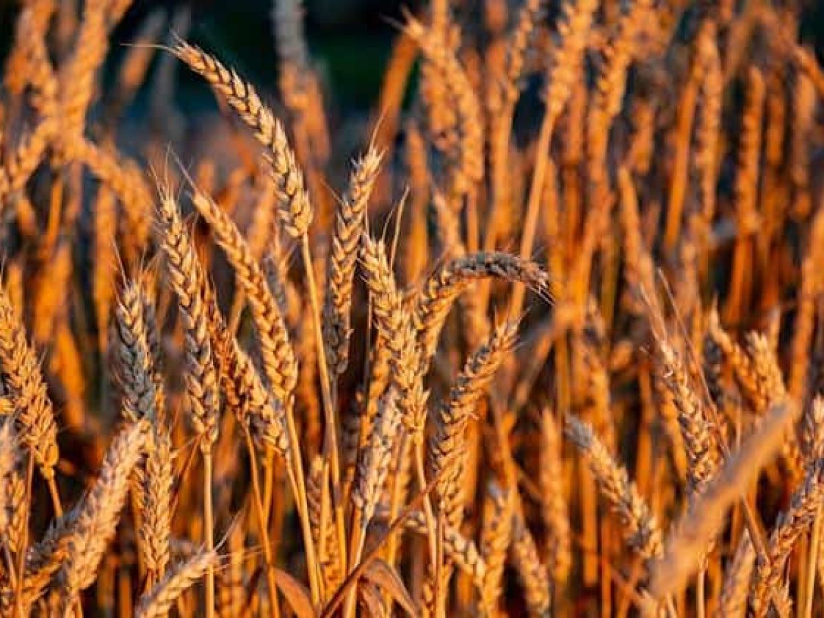 Σιτάρι: Προς ιστορική παραγωγή η Ευρώπη – 17ετές υψηλό για το κριθάρι