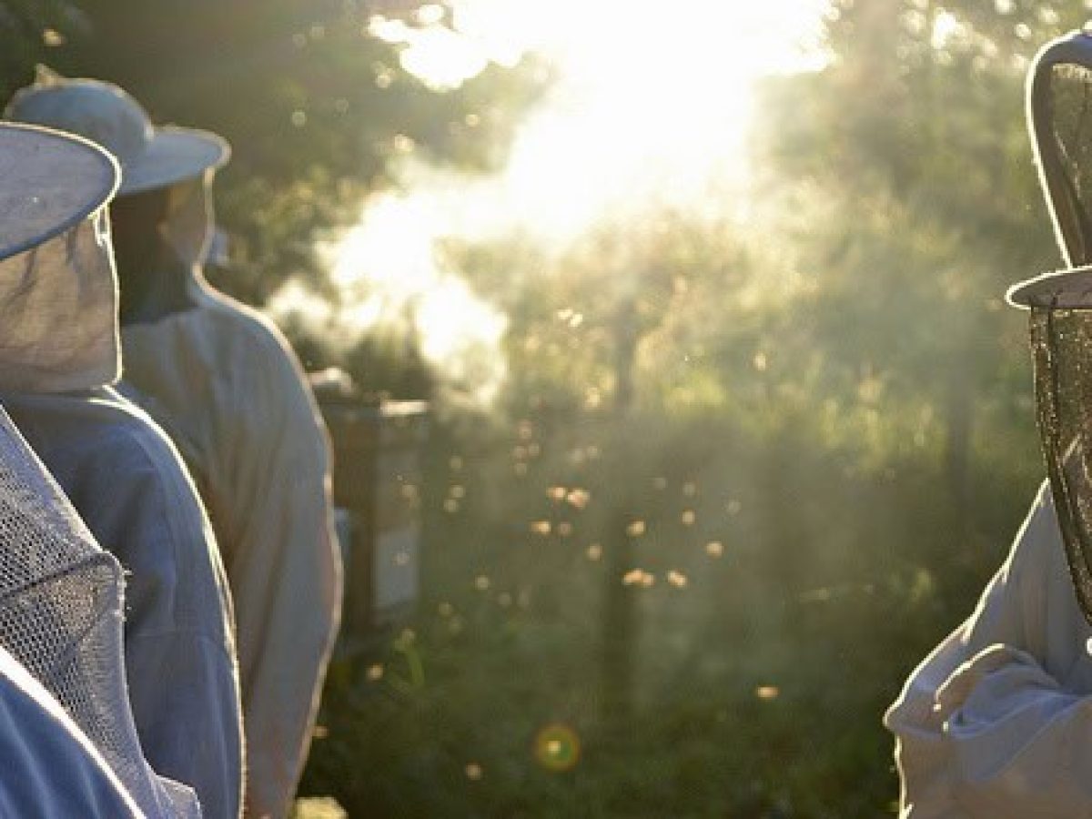 Θέλεις να γίνεις μελισσοκόμος; Προσοχή στις παγίδες