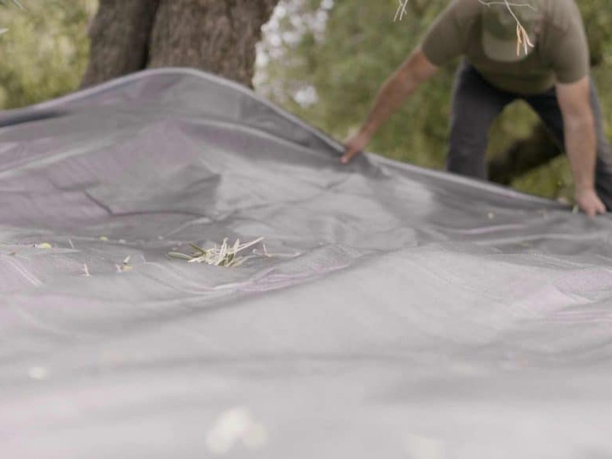 Τι είναι τα ελαιόπανα και γιατί είναι απαραίτητα στο μάζεμα ελιάς;