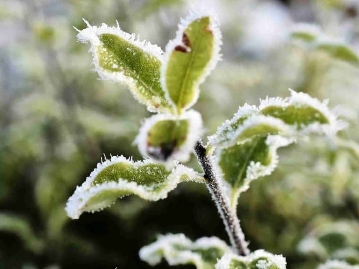 Αντιπαγετικό Ύφασμα PP vs Πλαστικά Φύλλα σε ρολό PE: Τι να επιλέξετε για τις καλλιέργειές σας