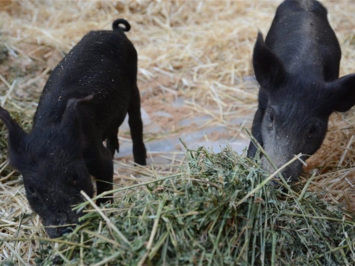 Εγκρίθηκαν 15,7 εκατ. για πληρωμή της προκαταβολής Σπανίων Φυλών 2025