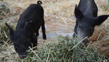 Εγκρίθηκαν 15,7 εκατ. για πληρωμή της προκαταβολής Σπανίων Φυλών 2025