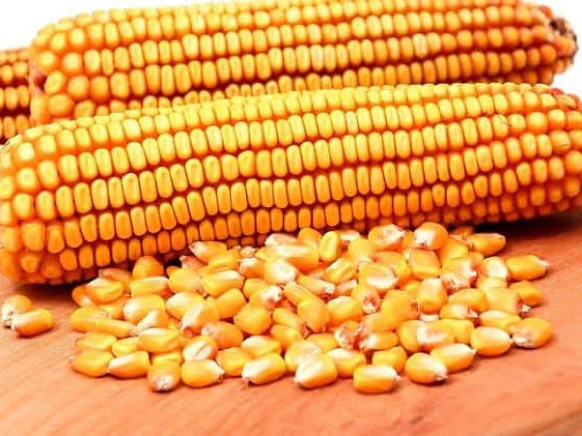 Η Κίνα επενδύει στο καλαμπόκι υψηλής πρωτεΐνης για να μειώσει την εξάρτηση από τη σόγια