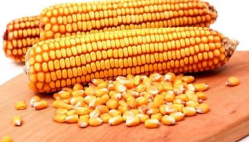 Η Κίνα επενδύει στο καλαμπόκι υψηλής πρωτεΐνης για να μειώσει την εξάρτηση από τη σόγια