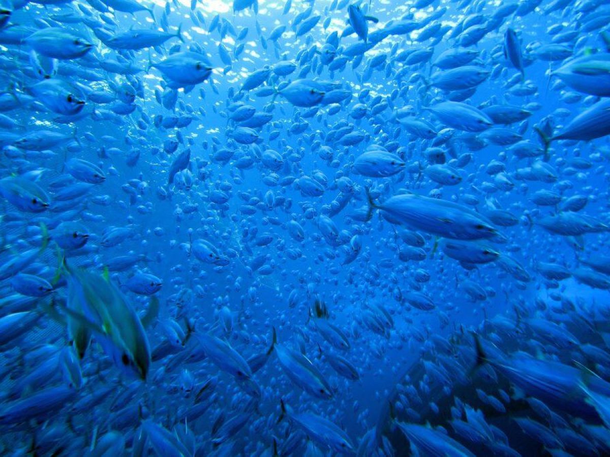 Πρώτο κύμα κυρώσεων στη Μεσόγειο: Η ΕΕ βάζει φρένο στην παράνομη αλιεία