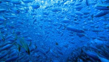 Πρώτο κύμα κυρώσεων στη Μεσόγειο: Η ΕΕ βάζει φρένο στην παράνομη αλιεία