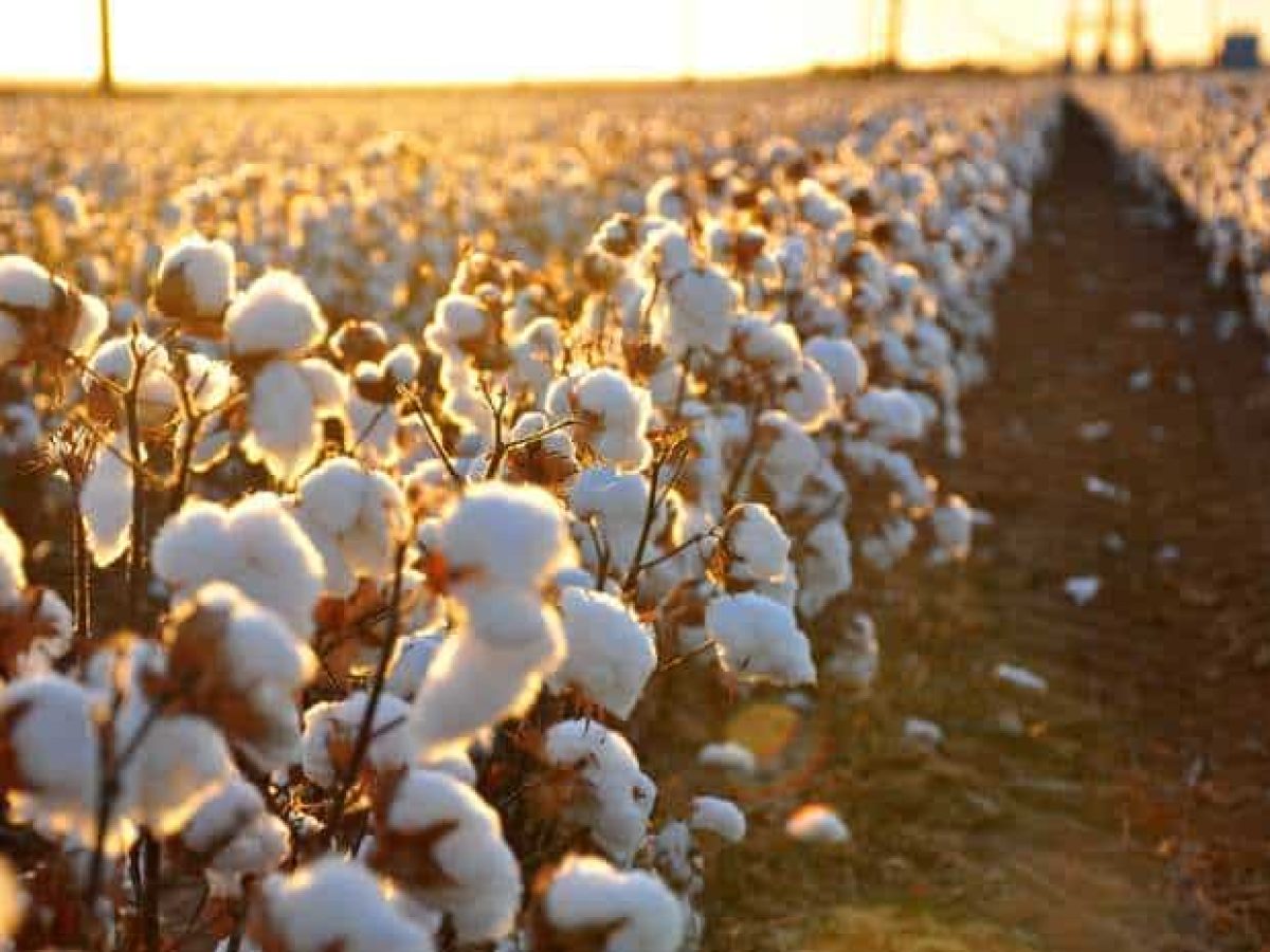 Τα νέα του βαμβακιού με μια ματιά