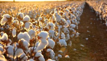 Τα νέα του βαμβακιού με μια ματιά