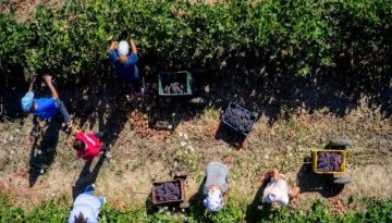 Από κόσκινο περνούν τους αγρότες οι έλεγχοι για τις επιδοτήσεις – Απώλεια των χρημάτων ακόμα και αν απουσιάζει ένα έγγραφ