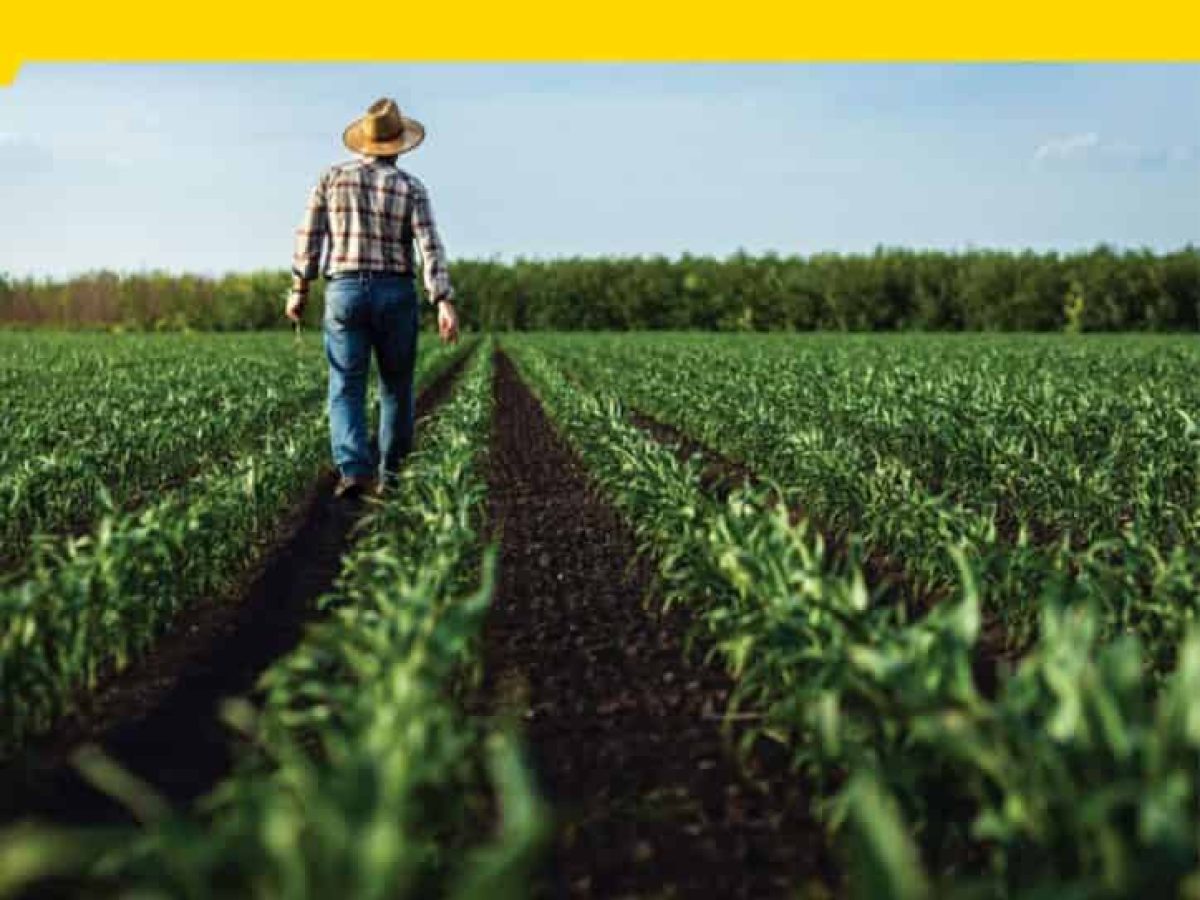 12ο Δελτίο Τιμών Αγροτικών Προϊόντων της Τράπεζας Πειραιώς – Δεκέμβριος 2025