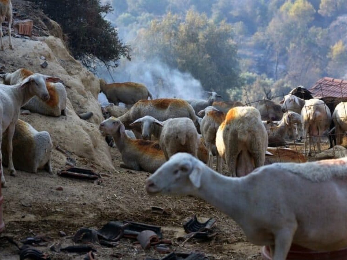 2,4 εκατ. ευρώ στις Περιφέρειες για λειτουργικές δαπάνες αντιμετώπισης της ευλογιάς