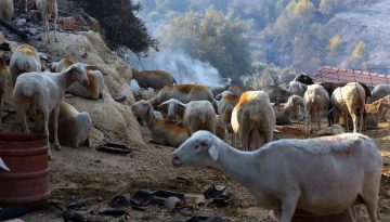 2,4 εκατ. ευρώ στις Περιφέρειες για λειτουργικές δαπάνες αντιμετώπισης της ευλογιάς