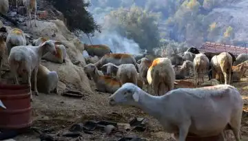 2,4 &epsilon;&kappa;&alpha;&tau;. &epsilon;&upsilon;&rho;ώ &sigma;&tau;&iota;&sigmaf; &Pi;&epsilon;&rho;&iota;&phi;έ&rho;&epsilon;&iota;&epsilon;&sigmaf; &gamma;&iota;&alpha; &lambda;&epsilon;&iota;&tau;&omicron;&upsilon;&rho;&gamma;&iota;&kappa;έ&sigmaf; &delta;&alpha;&pi;ά&nu;&epsilon;&sigmaf; &alpha;&nu;&tau;&iota;&mu;&epsilon;&tau;ώ&pi;&iota;&sigma;&eta;&sigmaf; &tau;&eta;&sigmaf; &epsilon;&upsilon;&lambda;&omicron;&gamma;&iota;ά&sigmaf;