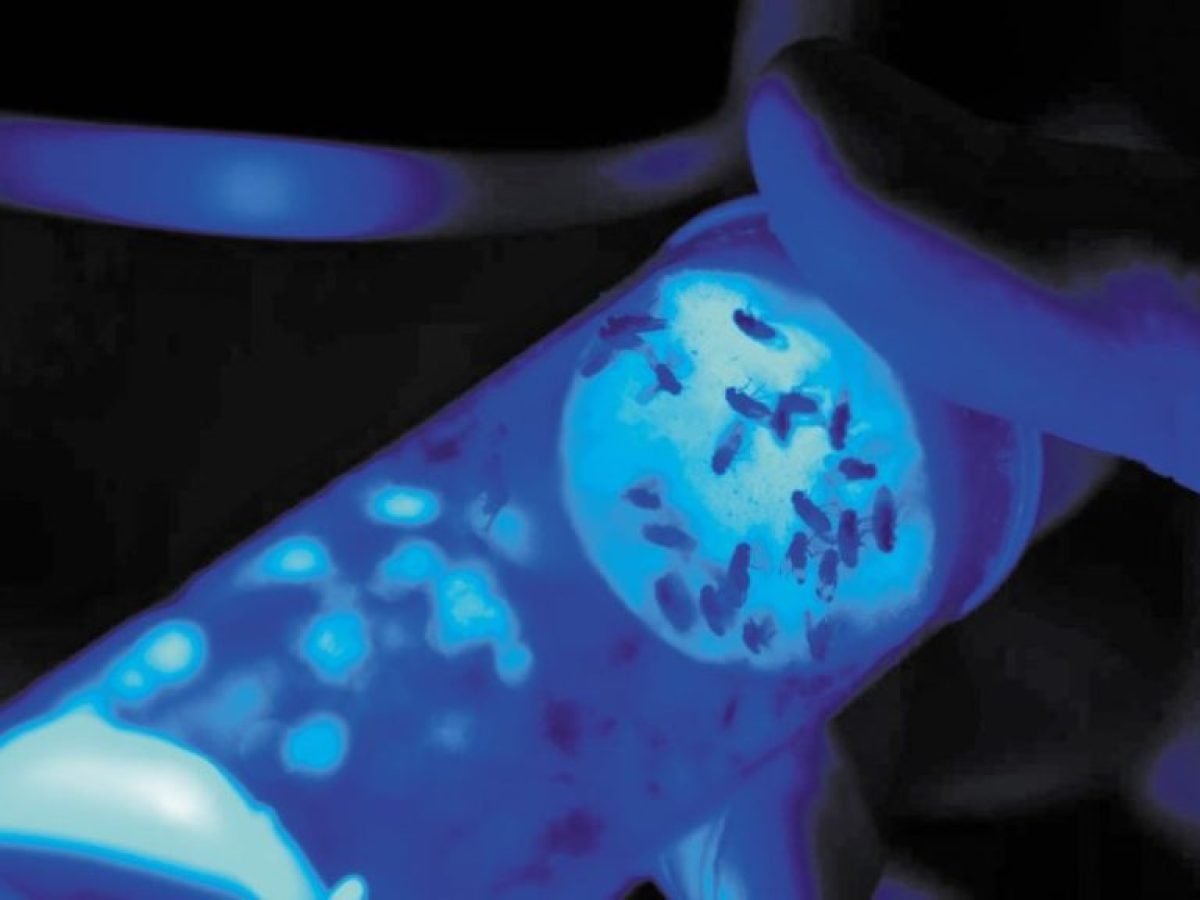 Biocentis: Εξασφάλισε χρηματοδότηση 19 εκατ. δολαρίων για να «επανεφεύρει» τον έλεγχο εντόμων με βιολογικές λύσεις