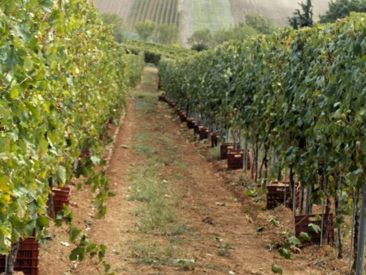 Αυξημένη κατά 40% η παραγωγή σταφυλιών στο Κιλκίς το 2025