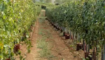 &Alpha;&upsilon;&xi;&eta;&mu;έ&nu;&eta; &kappa;&alpha;&tau;ά 40% &eta; &pi;&alpha;&rho;&alpha;&gamma;&omega;&gamma;ή &sigma;&tau;&alpha;&phi;&upsilon;&lambda;&iota;ώ&nu; &sigma;&tau;&omicron; &Kappa;&iota;&lambda;&kappa;ί&sigmaf; &tau;&omicron; 2025