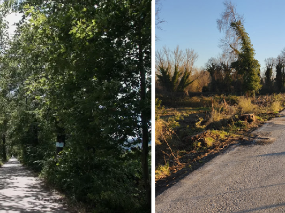 Χάνεται στα Τρίκαλα ένας από τους ωραιότερους δρόμους της Ελλάδας