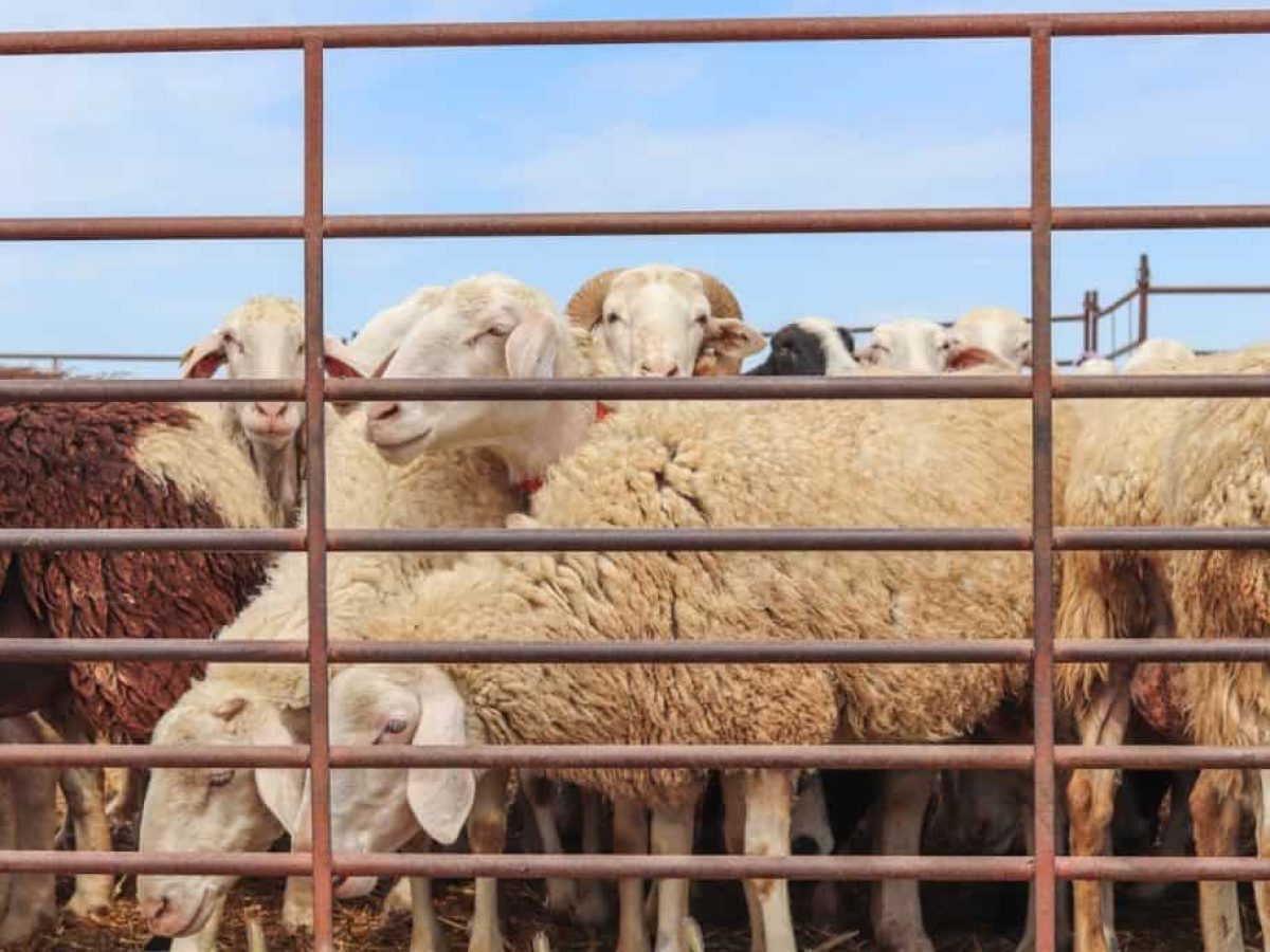 Δομικό σοκ στο πρόβειο γάλα, αρχίζει και φαίνεται η μείωση παραγωγής λόγω ευλογιάς