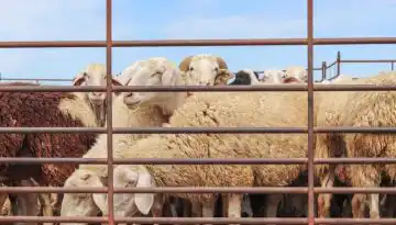 &Delta;&omicron;&mu;&iota;&kappa;ό &sigma;&omicron;&kappa; &sigma;&tau;&omicron; &pi;&rho;ό&beta;&epsilon;&iota;&omicron; &gamma;ά&lambda;&alpha;, &alpha;&rho;&chi;ί&zeta;&epsilon;&iota; &kappa;&alpha;&iota; &phi;&alpha;ί&nu;&epsilon;&tau;&alpha;&iota; &eta; &mu;&epsilon;ί&omega;&sigma;&eta; &pi;&alpha;&rho;&alpha;&gamma;&omega;&gamma;ή&sigmaf; &lambda;ό&gamma;&omega; &epsilon;&upsilon;&lambda;&omicron;&gamma;&iota;ά&sigmaf;
