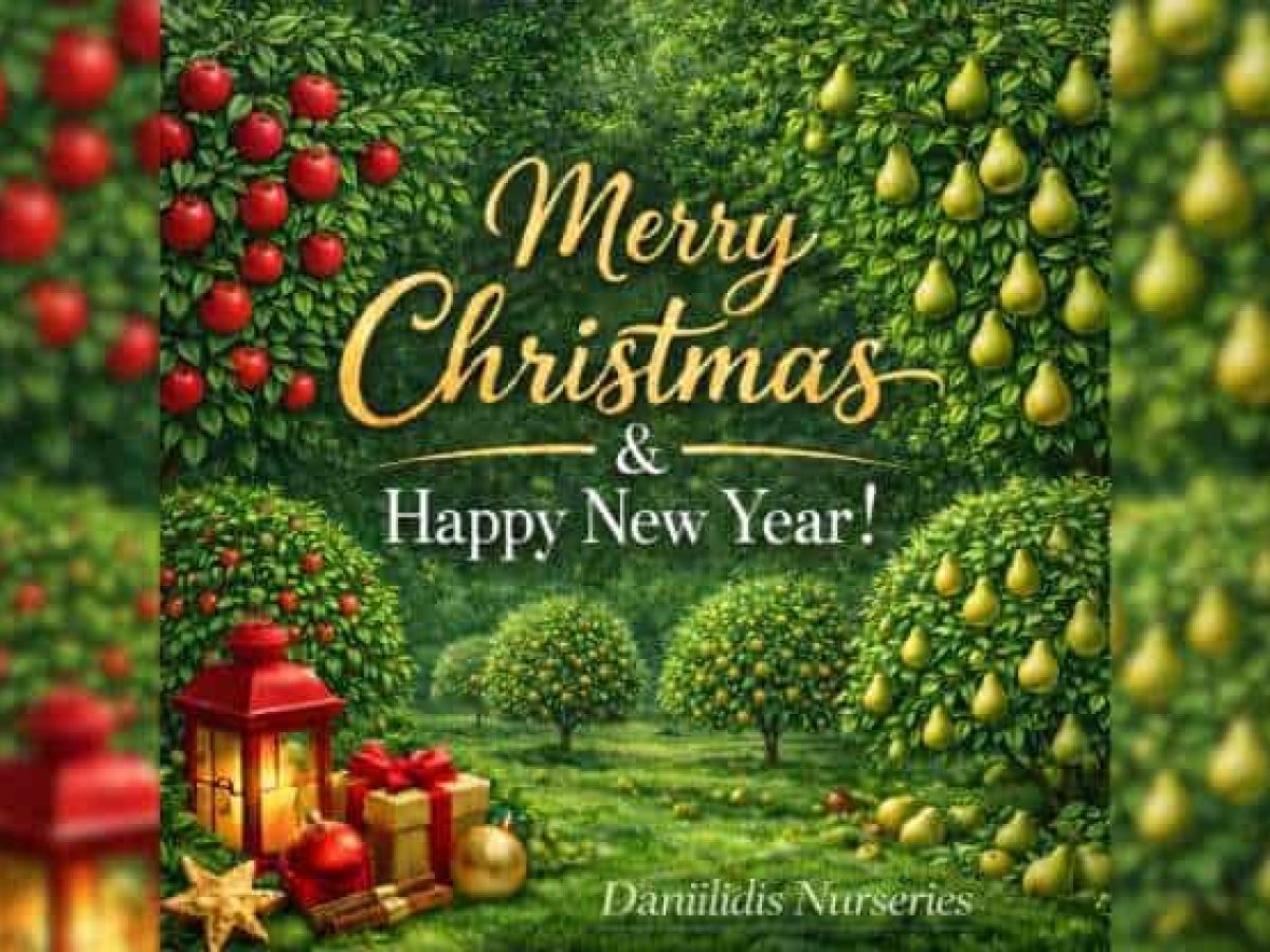 Ευχές για Καλά Χριστούγεννα από τα Φυτώρια Δανιηλίδης