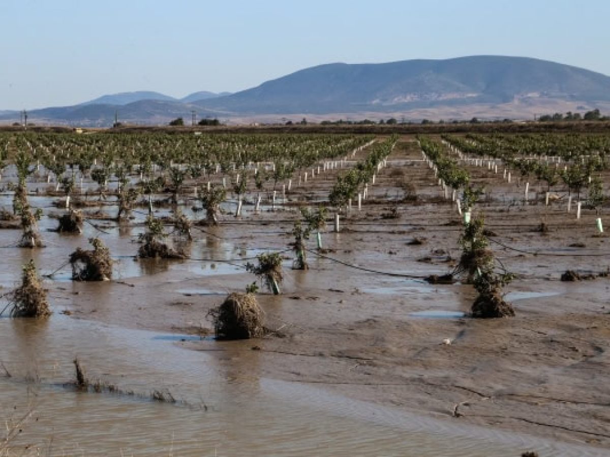 Εγκρίθηκε πληρωμή για ζημιές στο φυτικό κεφάλαιο ύψους 34,35 εκατ. ευρώ σε Θεσσαλία και Στερεά από τον ΕΛΓΑ