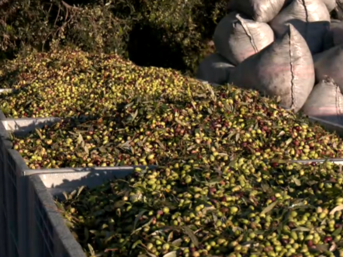 Ελαιοκομική κρίση στη Μεσσηνία – Μειωμένες αποδόσεις και πίεση στους συνεταιρισμούς