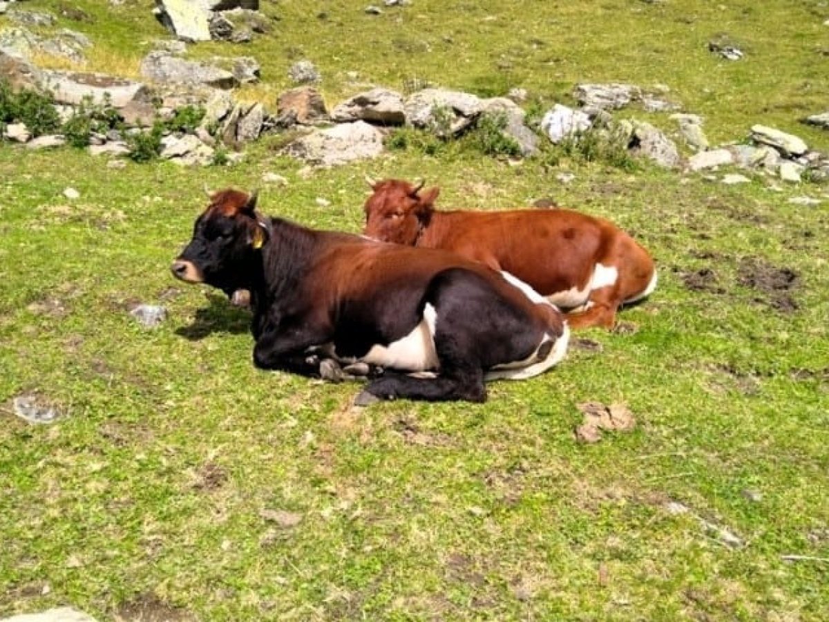 Επιδημίες απειλούν τη ζωική κληρονομιά