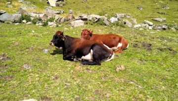 Επιδημίες απειλούν τη ζωική κληρονομιά