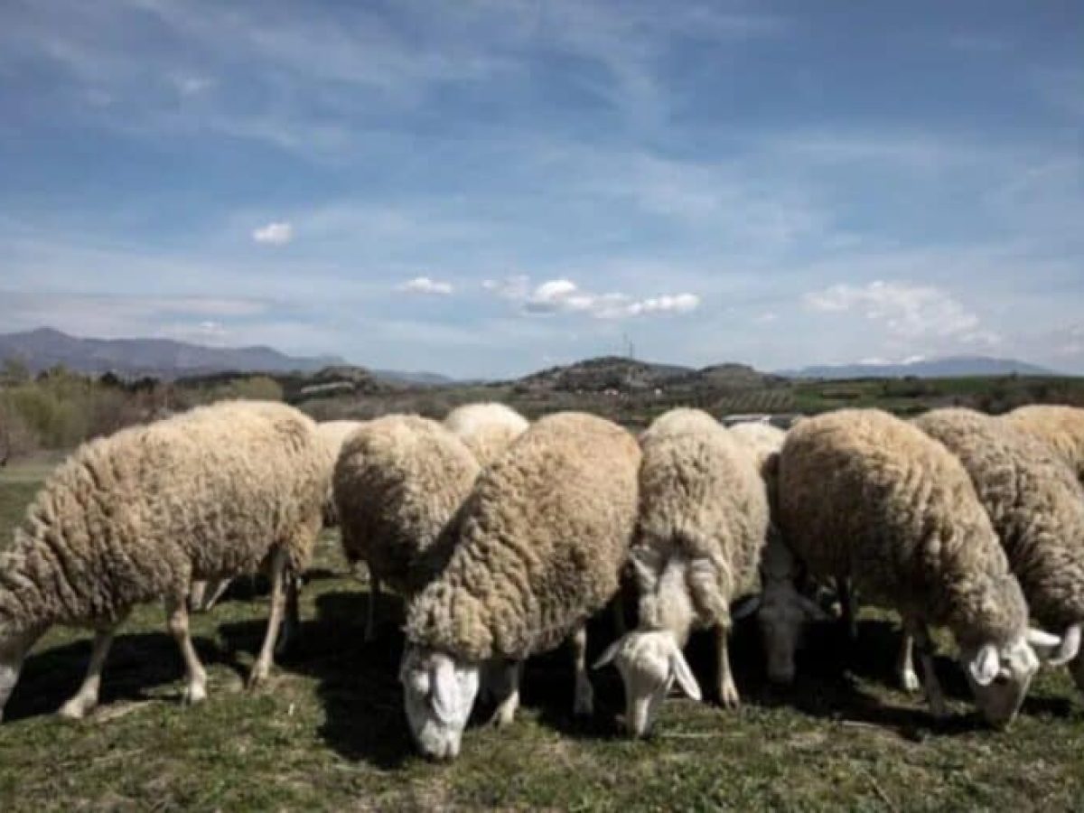 Ευλογιά: Αναστολή πλειστηριασμών και κατασχέσεων για τους πληγέντες κτηνοτρόφους